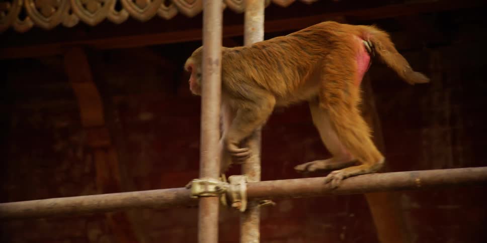 Monkey walks in four legs over the scaffolding around an oriental architecture building