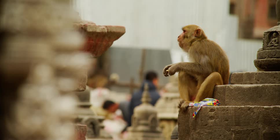 Monkey sitting on the small steps near a statue chews food while looking at the pedestrians walk by