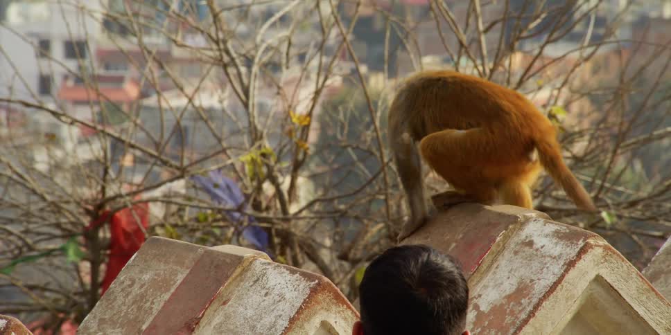 Two teenage boys watch monkeys on a brick railing