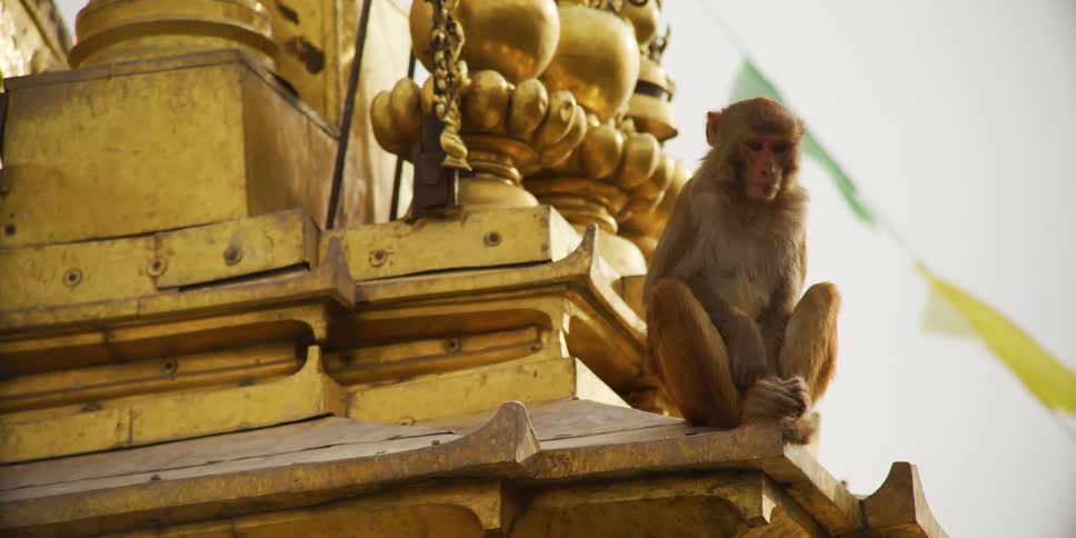 Monkey sits at base of ornate gold statue looking around