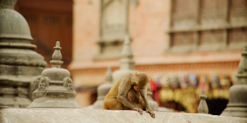 Two monkeys are playing on a building