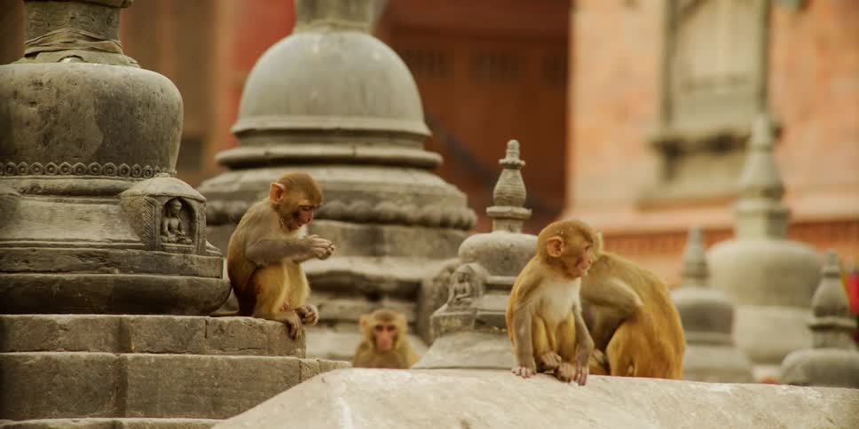 Family of monkeys relaxing and playing on the sculptures outside a temple