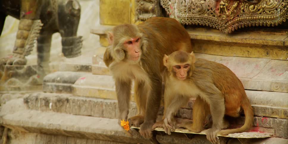 Two monkeys on stairs eating outside