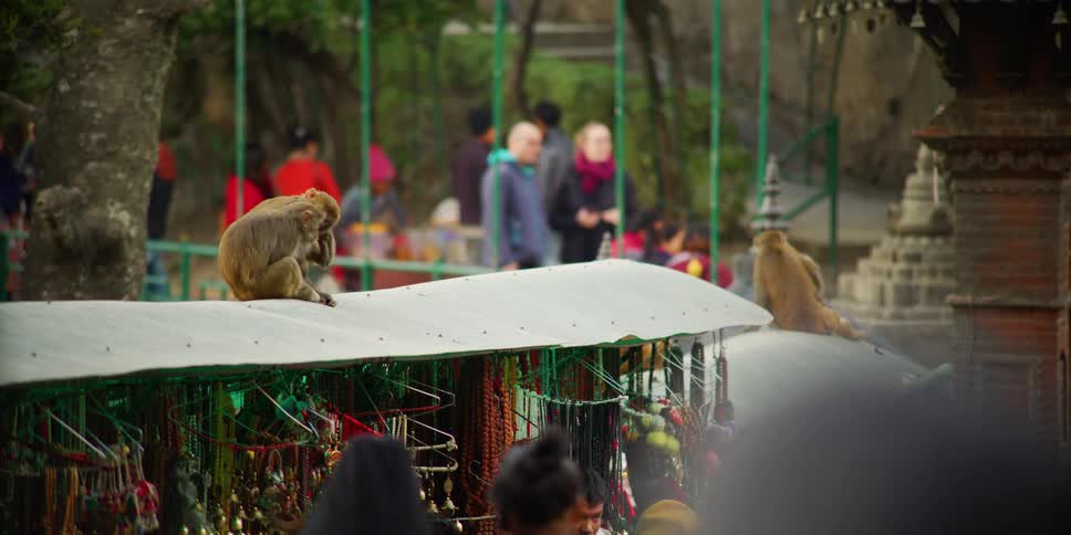 A city with people and trees with monkeys on top of a shop with hangers