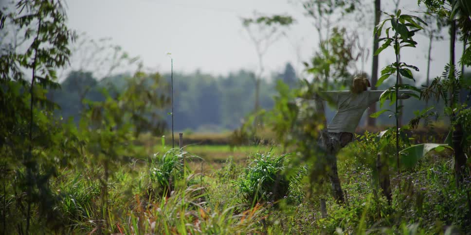 Scarecrow stands in field with woods on the horizon
