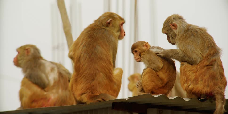 Several monkeys sit together and one grooms a smaller monkey