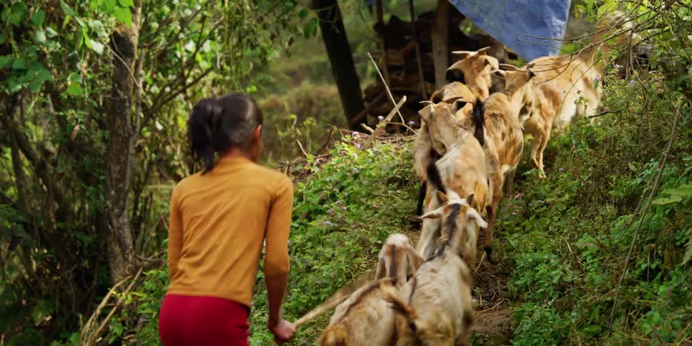 A girl herds goats up a hill