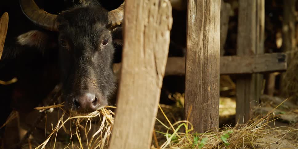 Cows are eating at a farm