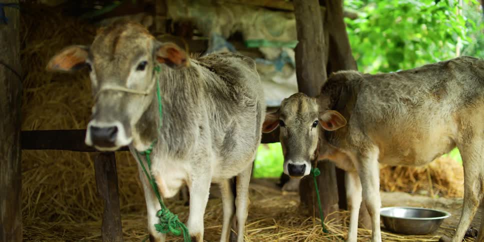 Calves in a pen on a farm