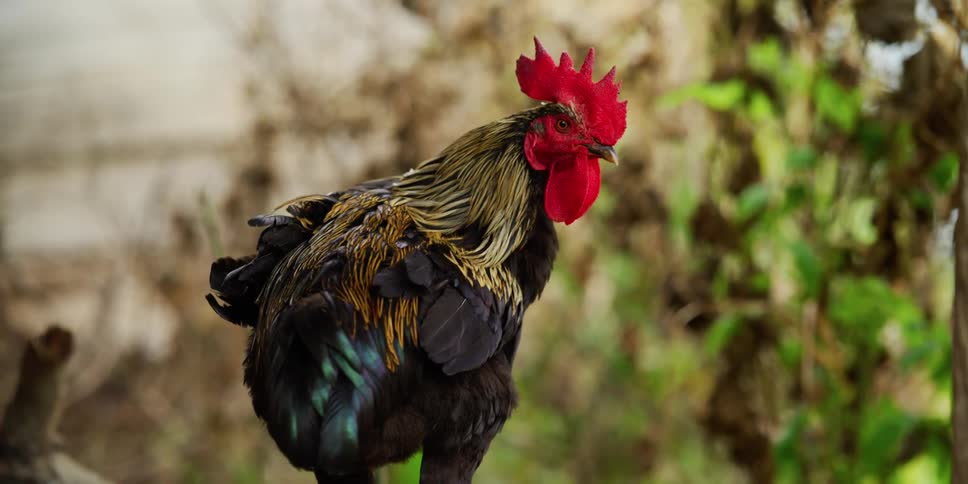 A rooster with plants trees the sky and clouds in the background