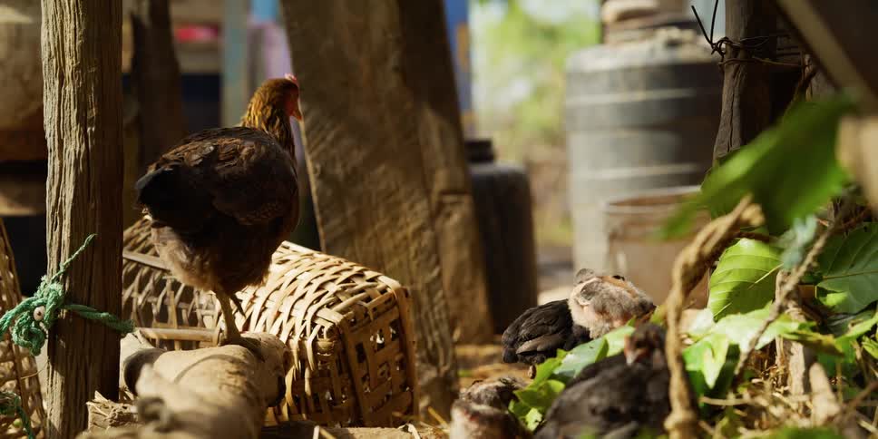 A rooster hops down near some chicks and chickens