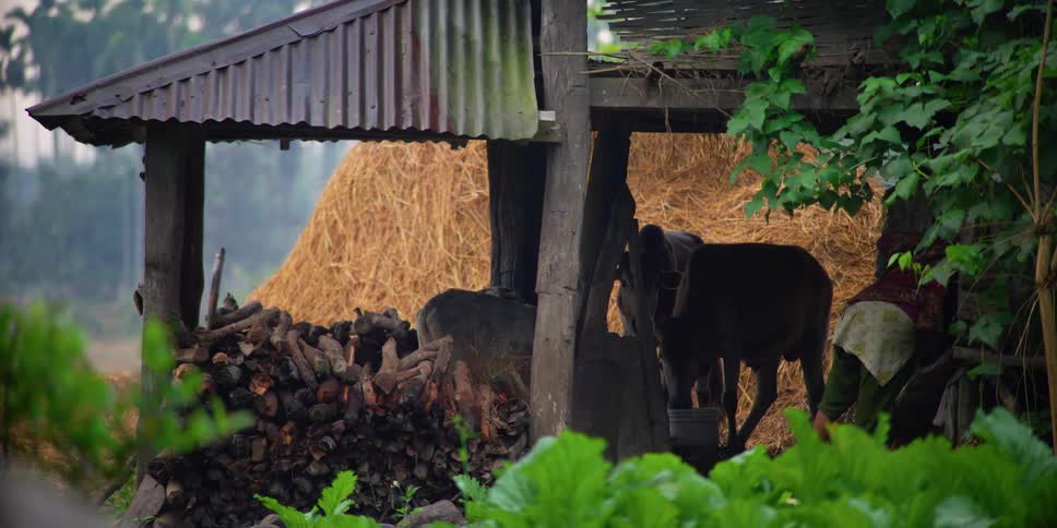 A woman walks by cows carrying a pot