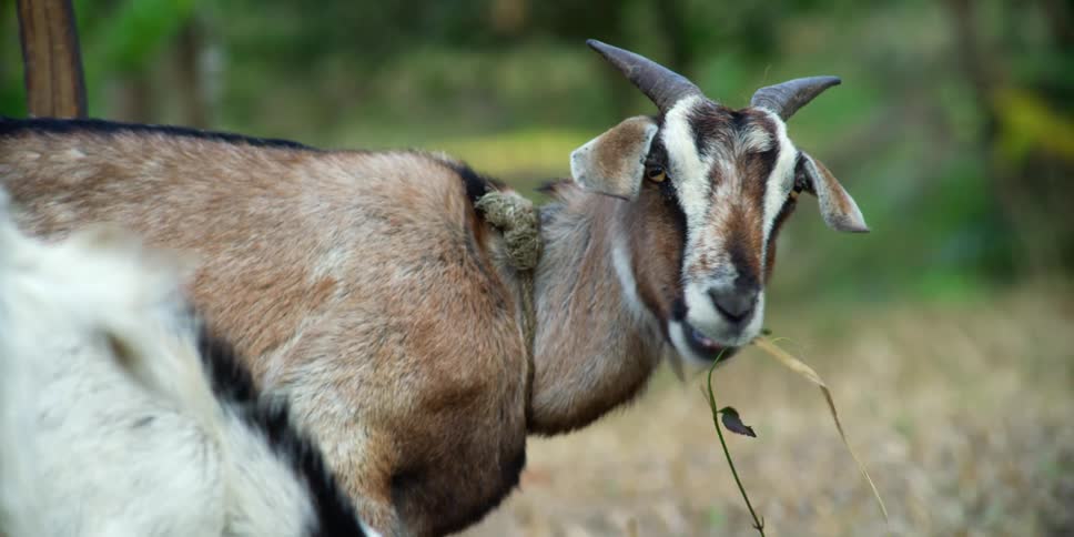 Goats grazing outdoors