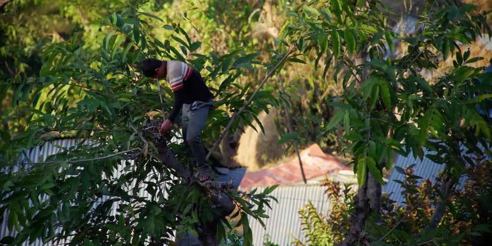 A man standing in a tree uses a sickle to saw off the upper branches of the tree