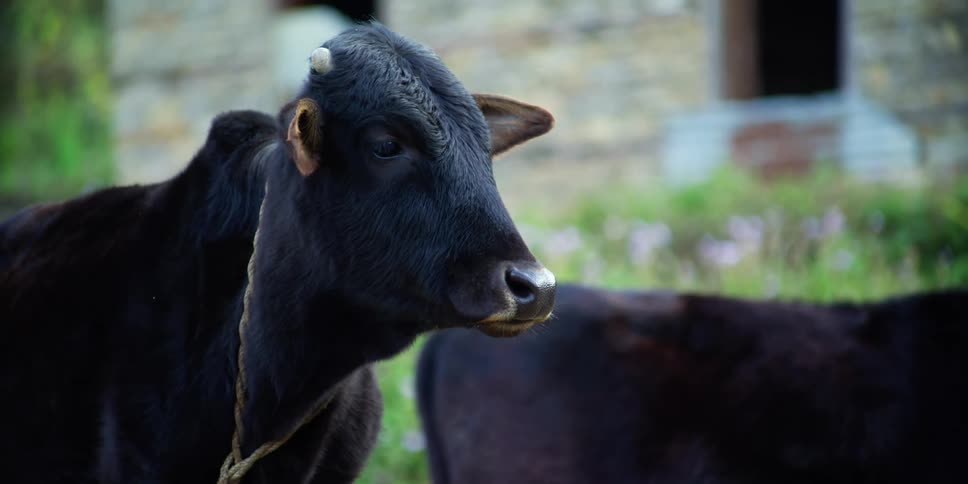 Black cow tied with a rope stands near a house over the green grass