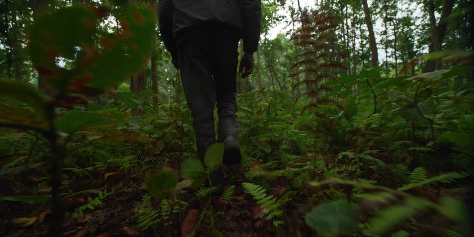 A person walking through green foliage in a forest