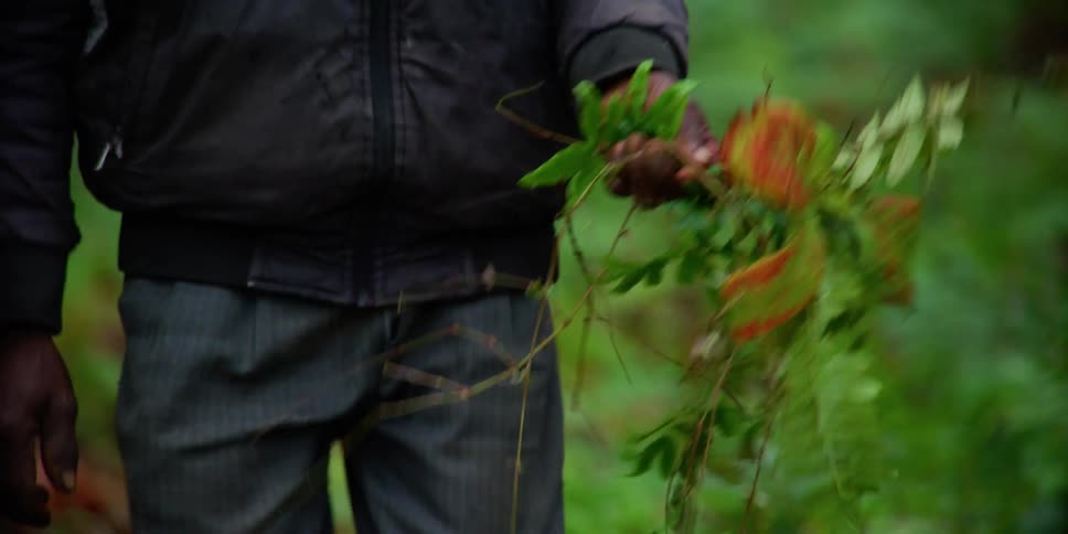 Man carries a plant on his hand on a path through the forest