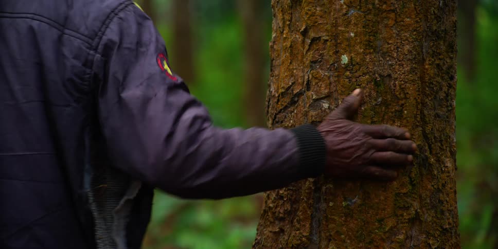 Middle aged black man passes by touching a tree trunk in the forest