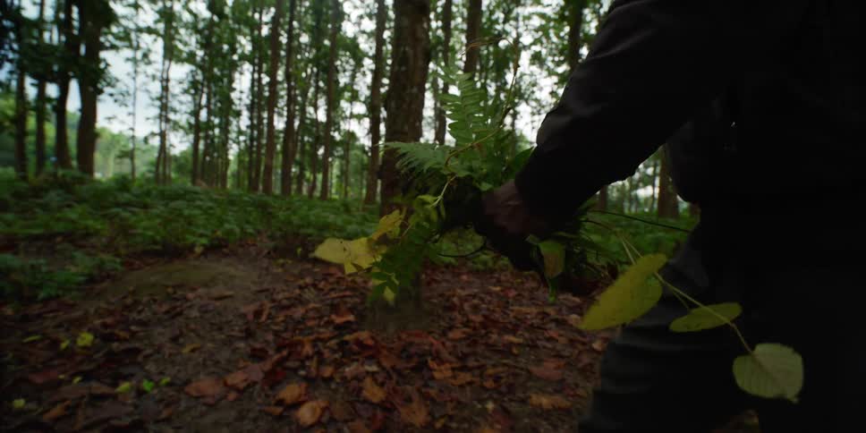 A man walks through a forest with a handful of leaves