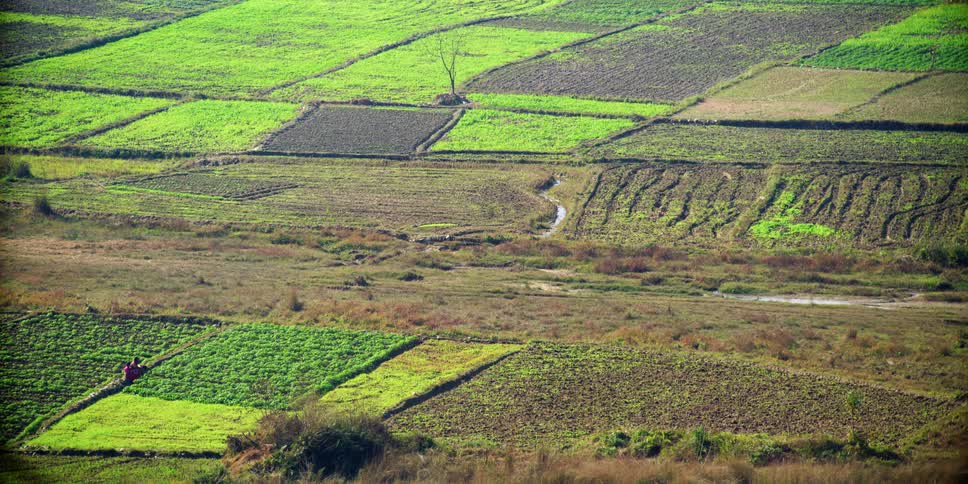 Fields of crops on a rural farm