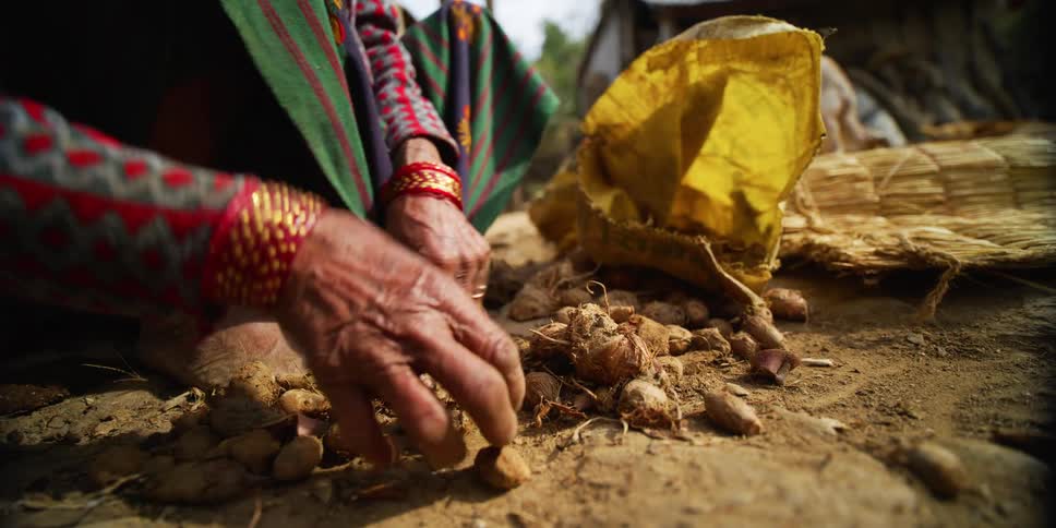 A person putting nuts from the ground into a bag with a goat in the background