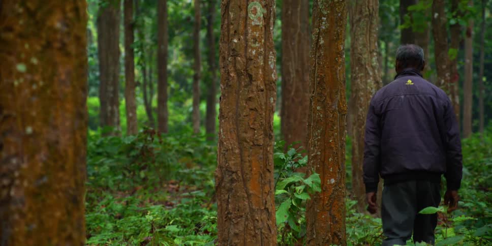 A black male walking through the woods