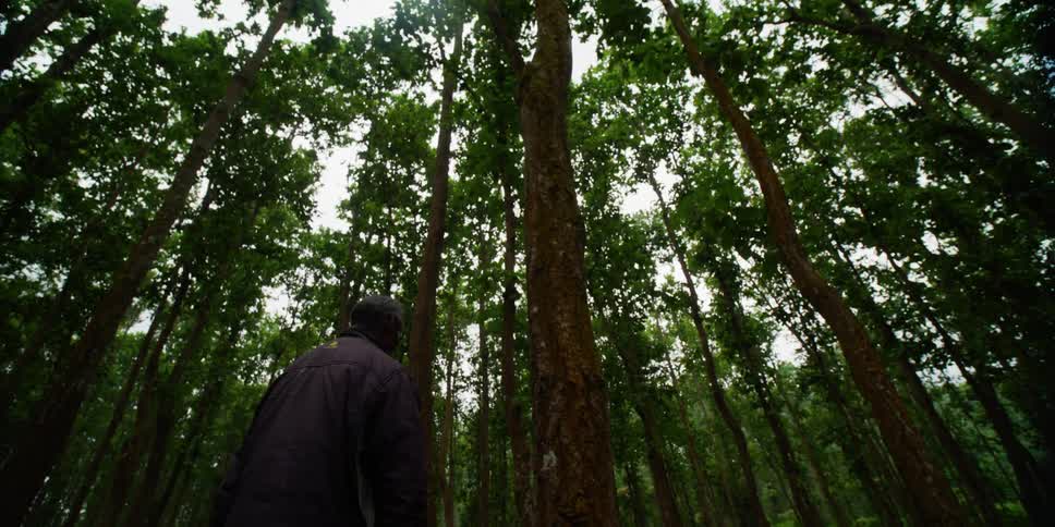 Elderly man walking among the tall trees in the forest