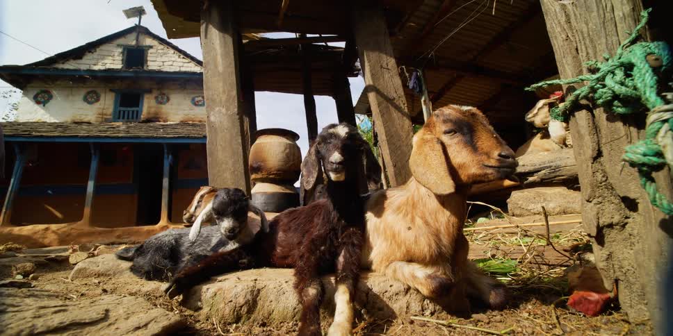 Goat with kids sleeping over a rock on the ground next to a house