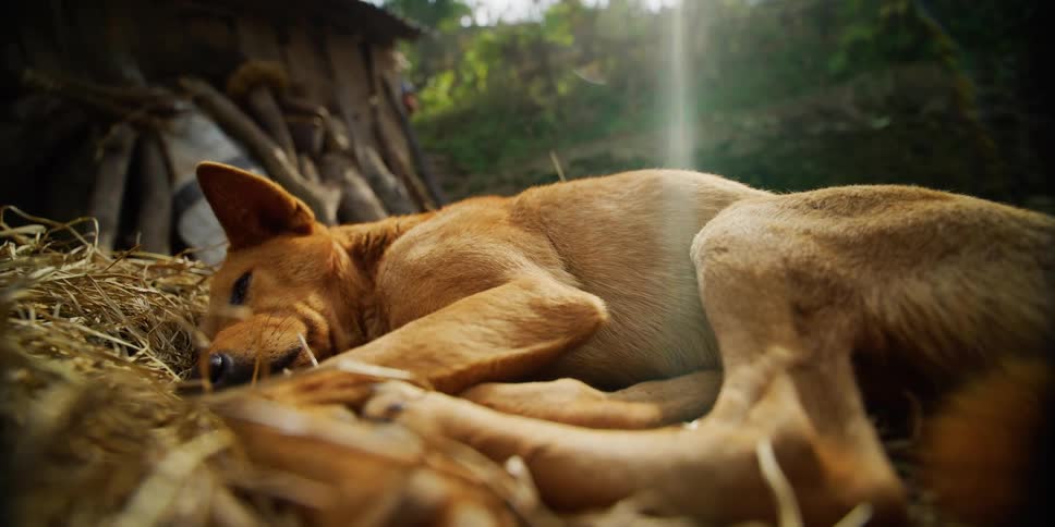 A dog rests outdoors atop a pile of hay on a sunny day
