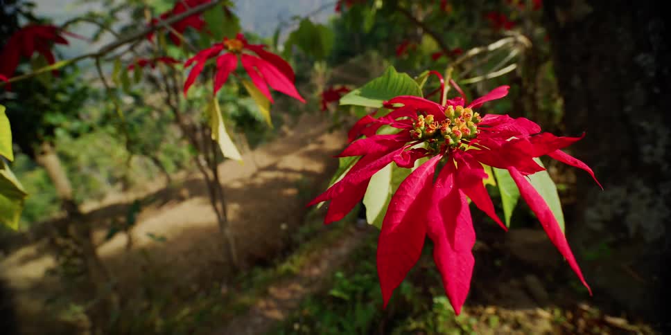 A man walks past trees with flowers in a forest