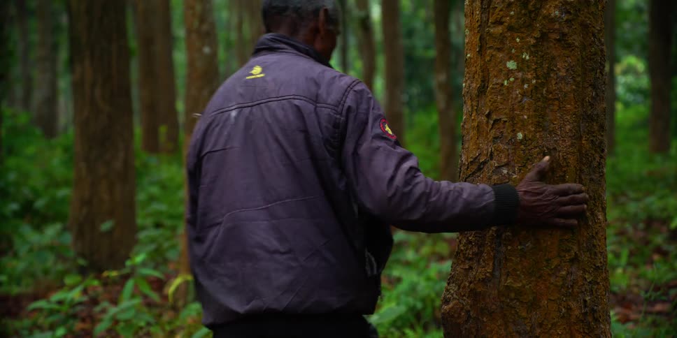 An aging man pats a tree as he walks through a woodland