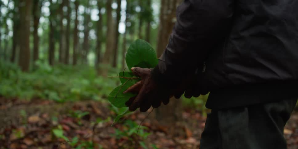 A man walks through a forest carrying leaves