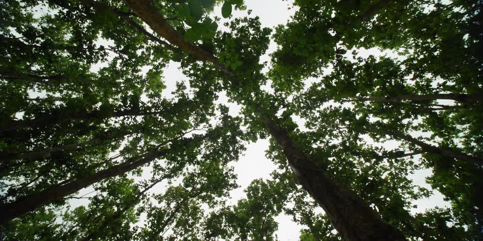 A view of trees in a forest is displayed