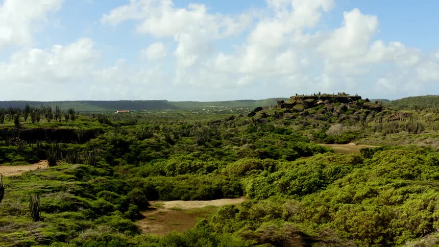 N aerial view of a landscape covered in trees is displayed