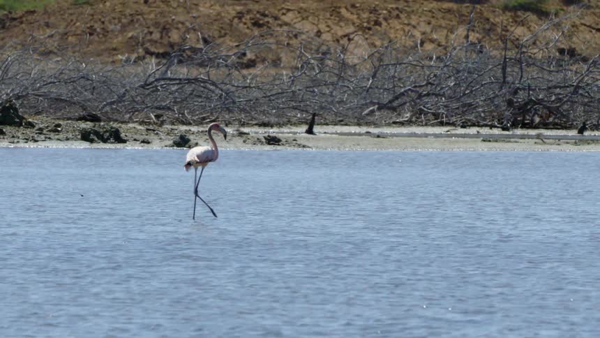 Flamingo with pink feathers a long neck and long thin legs walks in the lake