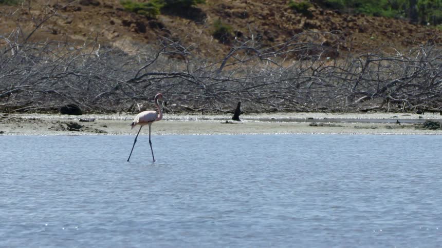 Flamingos walking in a lake in the daytime