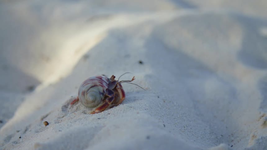 A crab crawling on a white sandy beach
