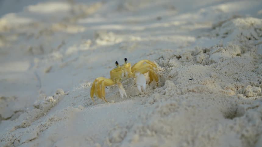 A yellow crab crawling over a white sandy beach