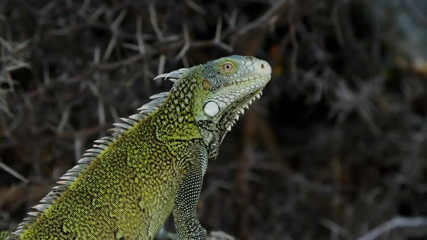 An iguana sitting outside