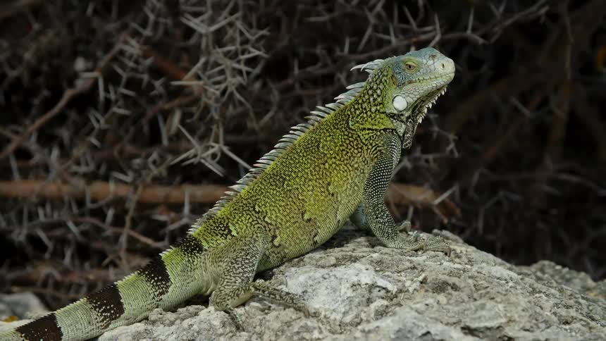 An iguana on a rock outside