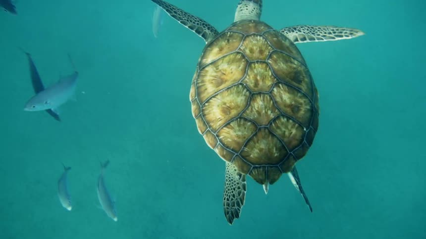 A sea turtle swimming underwater next to fishes with sunlight shining on it