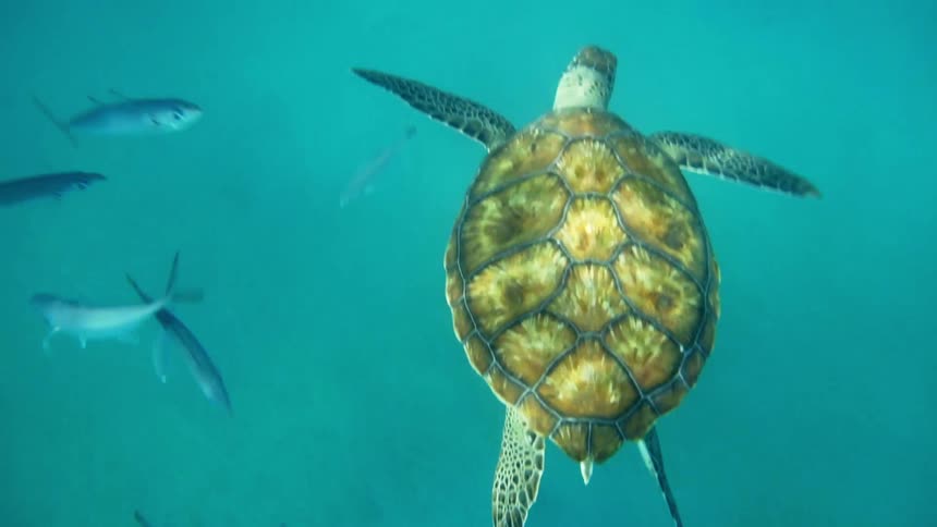 A turtle swims under the bluegreen ocean as fish swims around it
