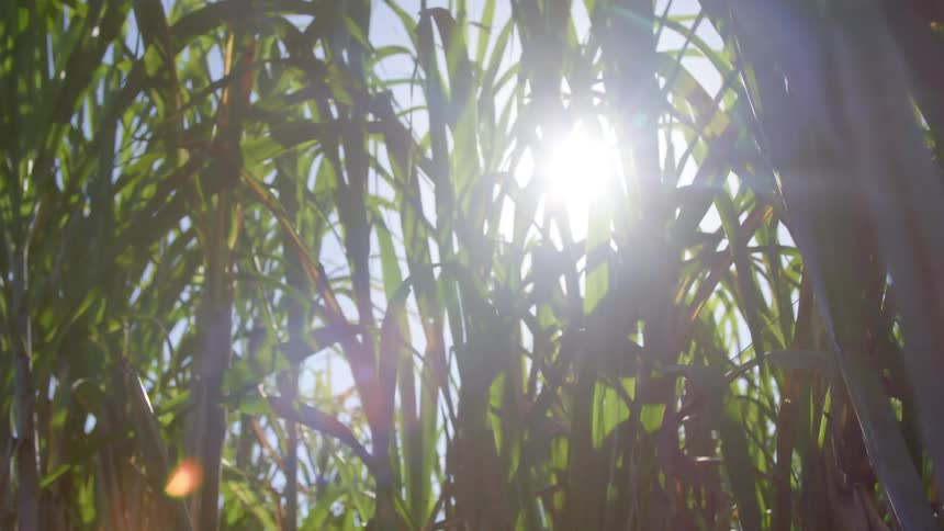 The sun shining down on a field of plates