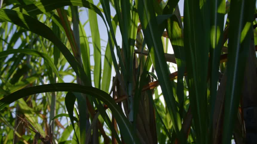Sunlight peaks through the dense leaves of tall green crops