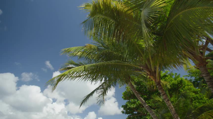 Palm tree branches sway in the breeze on a clear cloudy day with a bright blue sky
