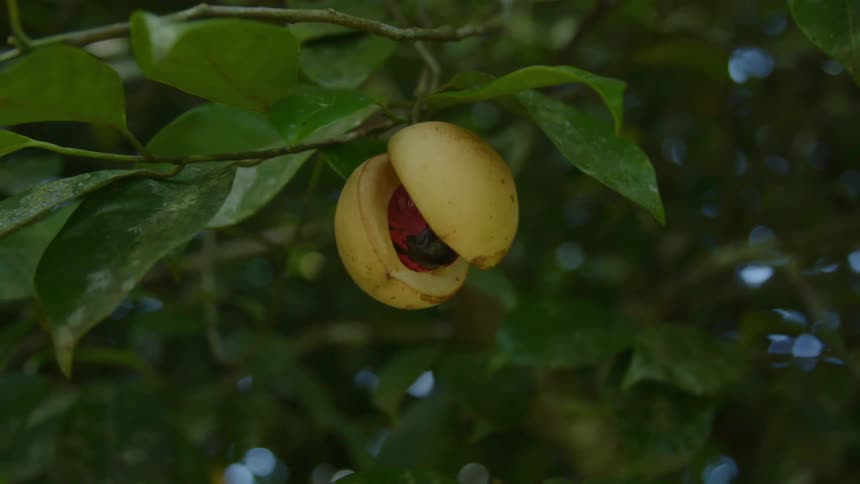 Fruit is hanging from a branch of a tree