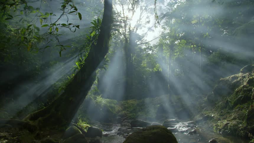 A rainforest is displayed in spring
