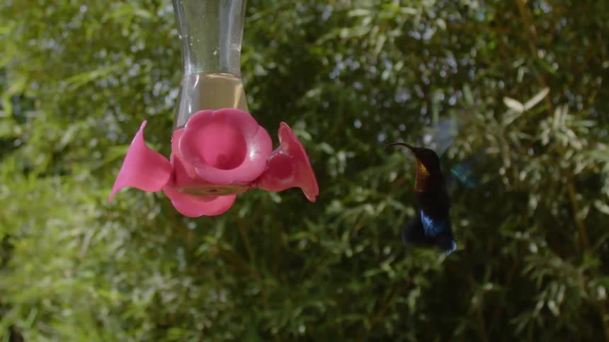 A hummingbird drinks from a hanging bird feeder on a sunny day