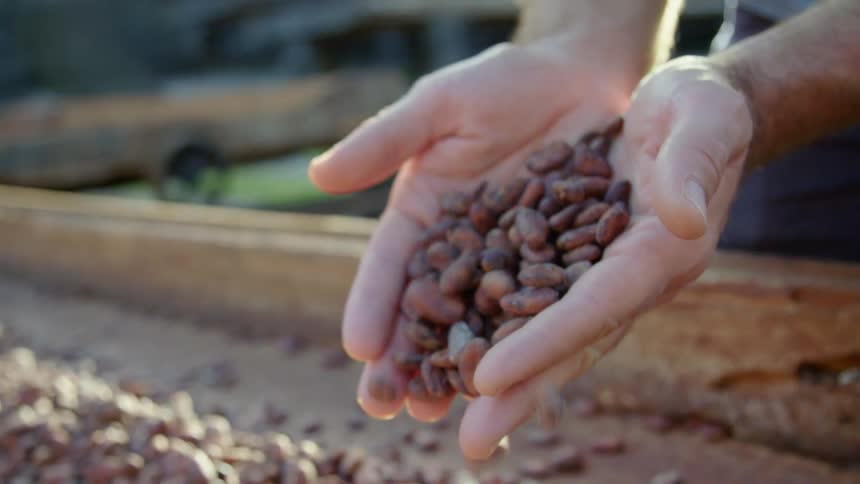 A male with handfuls of beans dumps them onto the ground