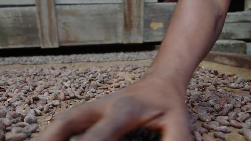 Man spreads cocoa beans over a drying surface with his hand